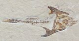 Fossil Crusher Fish (Coccodus) With Shrimp & Worm - Cretaceous #48515-3